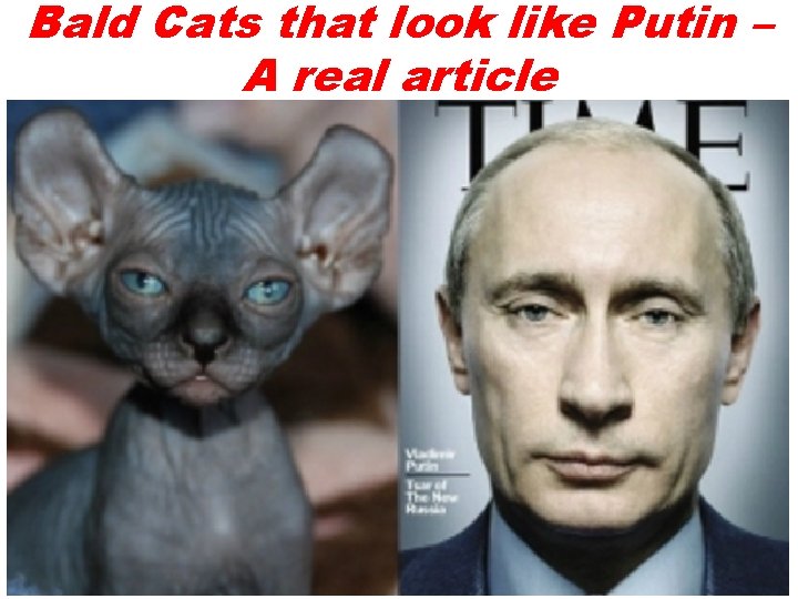 Bald Cats that look like Putin – A real article 