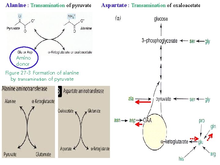 Alanine : Transamination of pyruvate Amino donor Figure 27 -3 Formation of alanine by