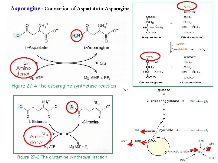 Asparagine : Conversion of Aspartate to Asparagine Amino donor Figure 27 -4 The asparagine