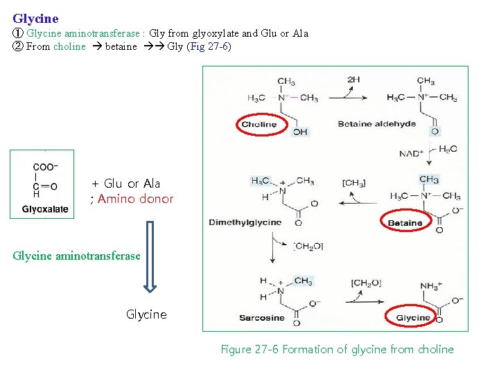 Glycine ① Glycine aminotransferase : Gly from glyoxylate and Glu or Ala ② From