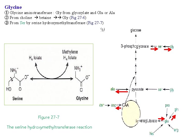 Glycine ① Glycine aminotransferase : Gly from glyoxylate and Glu or Ala ② From