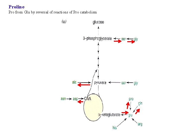 Proline Pro from Glu by reversal of reactions of Pro catabolism 