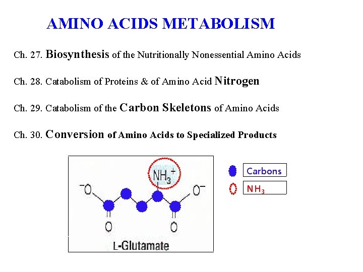 AMINO ACIDS METABOLISM Ch. 27. Biosynthesis of the Nutritionally Nonessential Amino Acids Ch. 28.