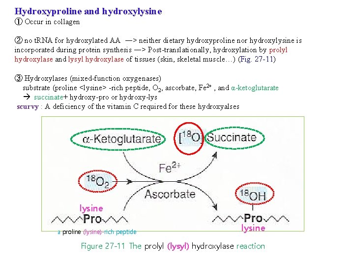 Hydroxyproline and hydroxylysine ① Occur in collagen ② no t. RNA for hydroxylated AA