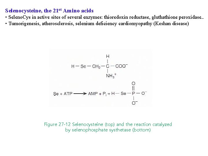 Selenocysteine, the 21 st Amino acids • Seleno. Cys in active sites of several