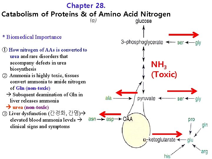 Chapter 28. Catabolism of Proteins & of Amino Acid Nitrogen * Biomedical Importance ①