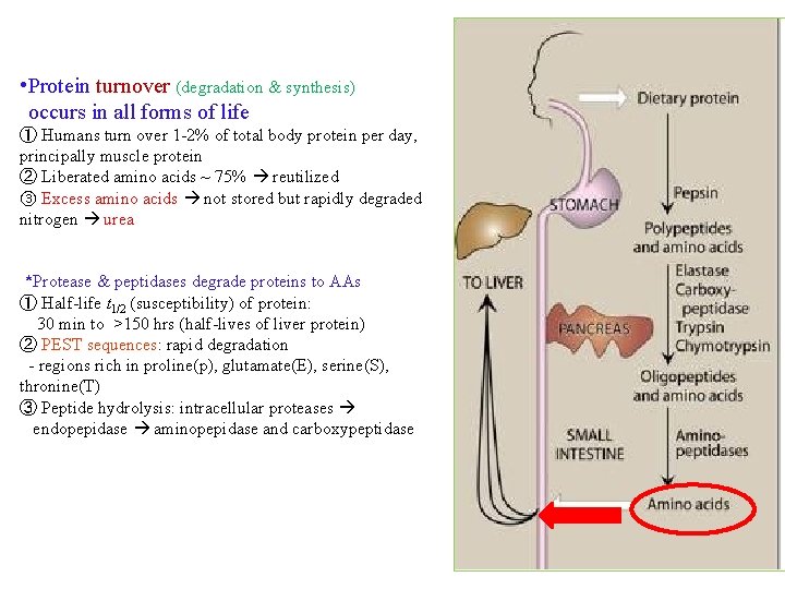  • Protein turnover (degradation & synthesis) occurs in all forms of life ①