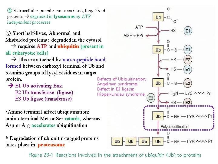 ④ Extracellular, membrane-associated, long-lived proteins degraded in lysosomes by ATPindependent processes ⑤ Short half-lives,