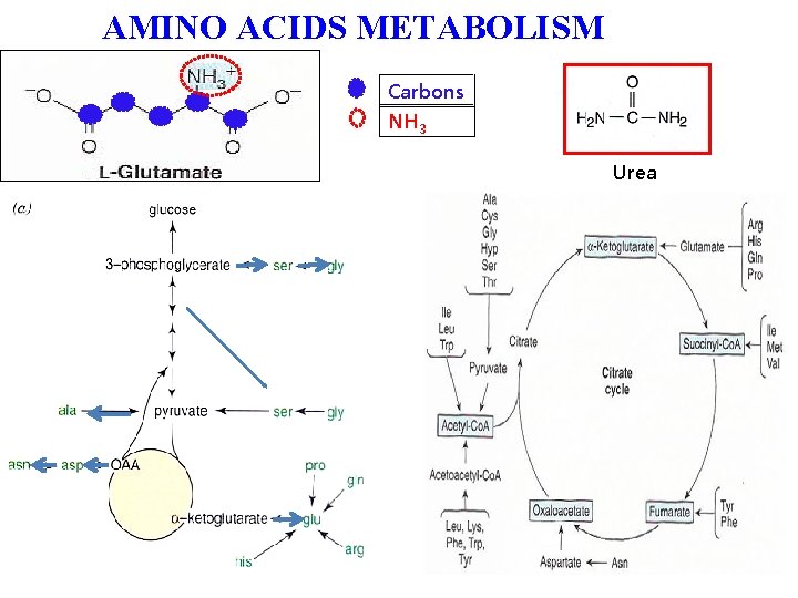 AMINO ACIDS METABOLISM Carbons NH 3 Urea 