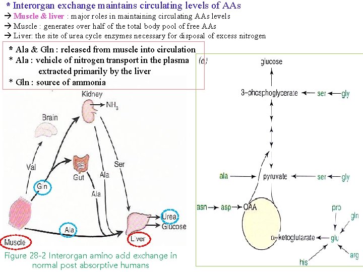* Interorgan exchange maintains circulating levels of AAs Muscle & liver : major roles