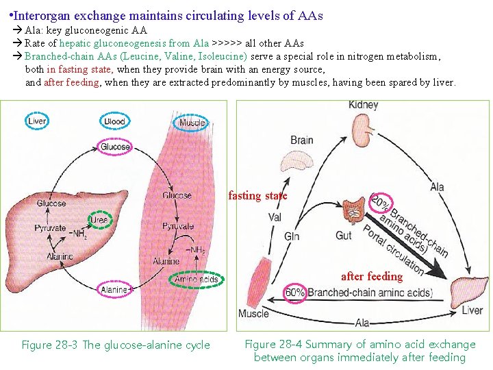  • Interorgan exchange maintains circulating levels of AAs Ala: key gluconeogenic AA Rate