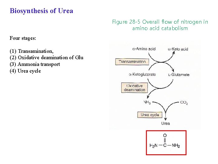 Biosynthesis of Urea Figure 28 -5 Overall flow of nitrogen in amino acid catabolism