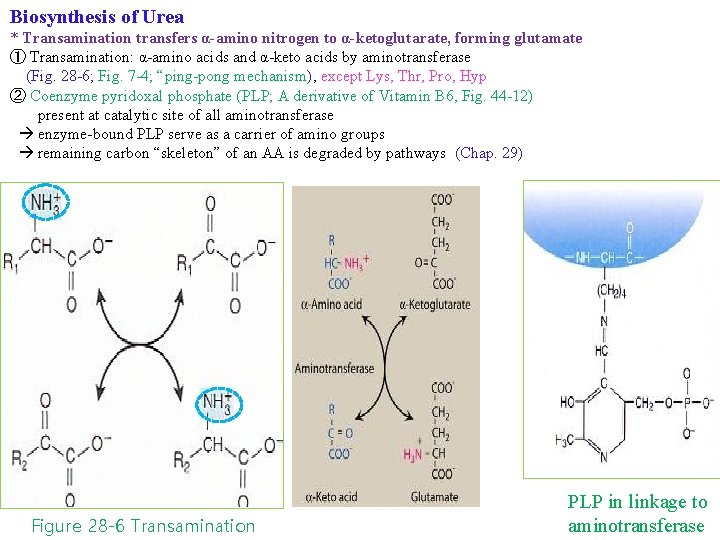 Biosynthesis of Urea * Transamination transfers α-amino nitrogen to α-ketoglutarate, forming glutamate ① Transamination: