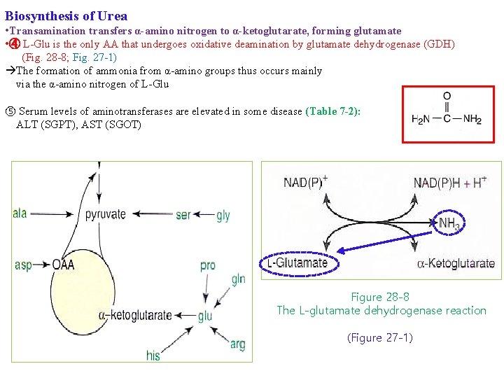 Biosynthesis of Urea • Transamination transfers α-amino nitrogen to α-ketoglutarate, forming glutamate • ④