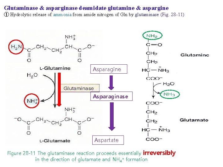 Glutaminase & asparginase deamidate glutamine & aspargine ① Hydrolytic release of ammonia from amide