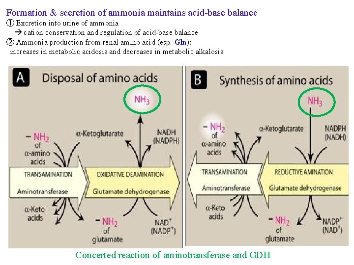 Formation & secretion of ammonia maintains acid-base balance ① Excretion into urine of ammonia