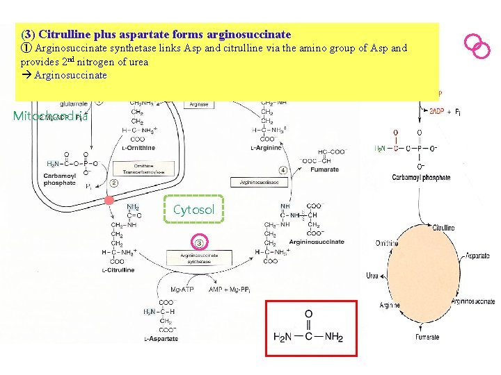 (3) Citrulline plus aspartate forms arginosuccinate ① Arginosuccinate synthetase links Asp and citrulline via
