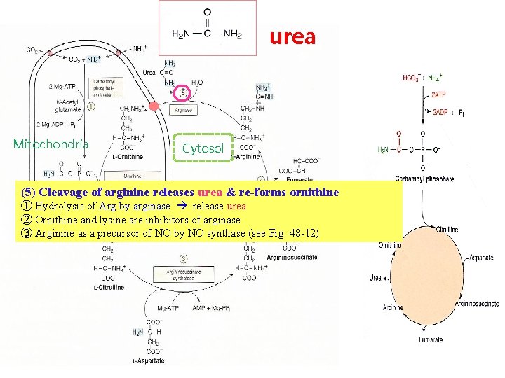 urea Mitochondria Cytosol (5) Cleavage of arginine releases urea & re-forms ornithine ① Hydrolysis