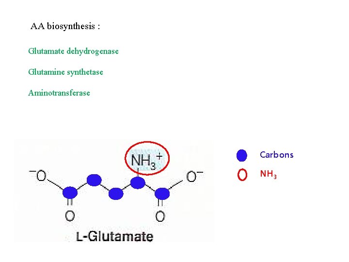 AA biosynthesis : Glutamate dehydrogenase Glutamine synthetase Aminotransferase Carbons NH 3 