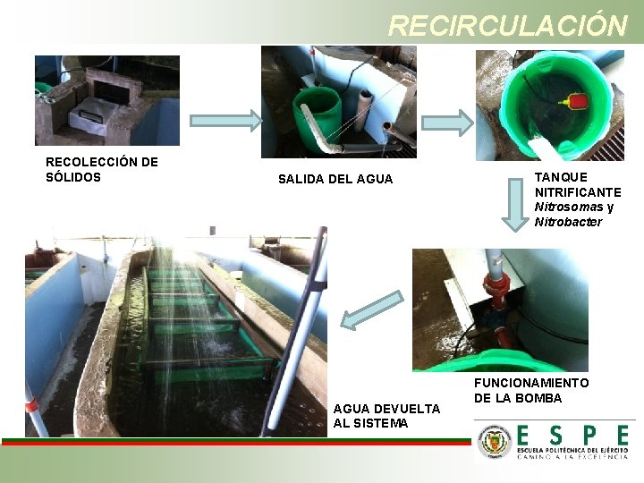 RECIRCULACIÓN RECOLECCIÓN DE SÓLIDOS SALIDA DEL AGUA DEVUELTA AL SISTEMA TANQUE NITRIFICANTE Nitrosomas y