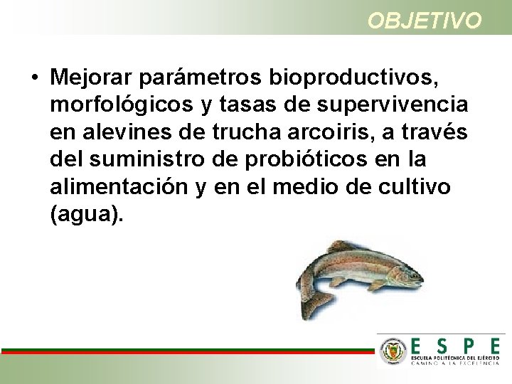 OBJETIVO • Mejorar parámetros bioproductivos, morfológicos y tasas de supervivencia en alevines de trucha