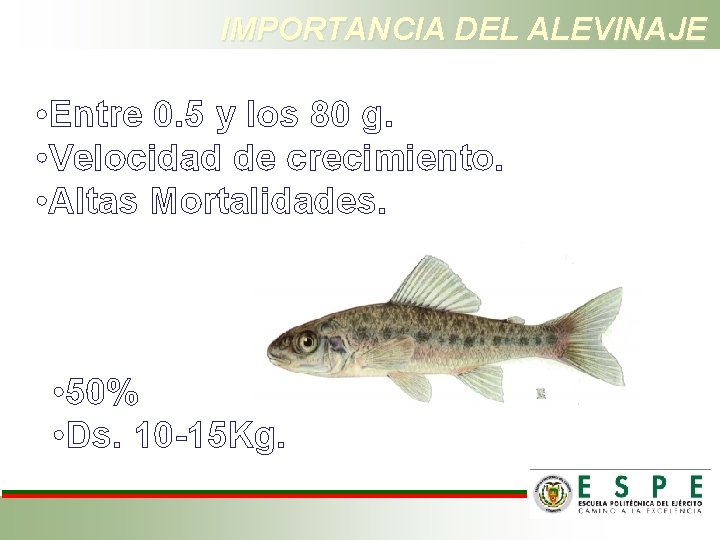 IMPORTANCIA DEL ALEVINAJE • Entre 0. 5 y los 80 g. • Velocidad de