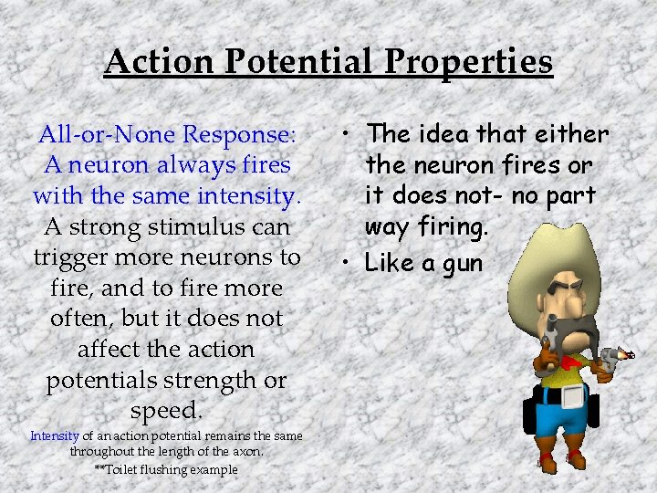 Action Potential Properties All-or-None Response: A neuron always fires with the same intensity. A