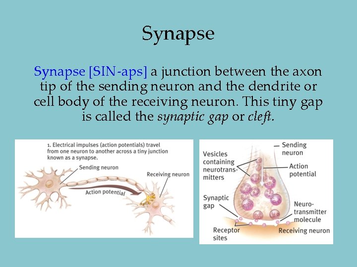 Synapse [SIN-aps] a junction between the axon tip of the sending neuron and the