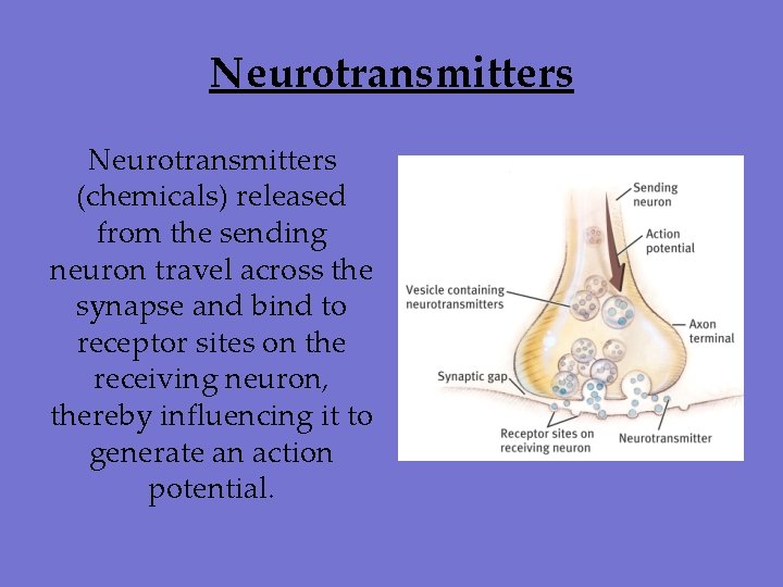 Neurotransmitters (chemicals) released from the sending neuron travel across the synapse and bind to