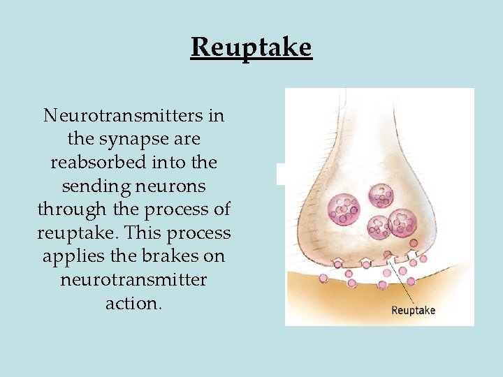 Reuptake Neurotransmitters in the synapse are reabsorbed into the sending neurons through the process