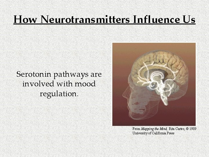 How Neurotransmitters Influence Us Serotonin pathways are involved with mood regulation. From Mapping the