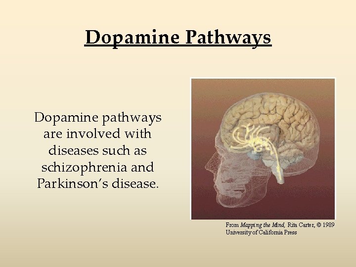 Dopamine Pathways Dopamine pathways are involved with diseases such as schizophrenia and Parkinson’s disease.