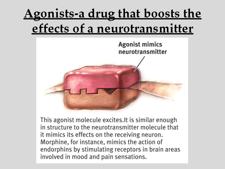 Agonists-a drug that boosts the effects of a neurotransmitter 