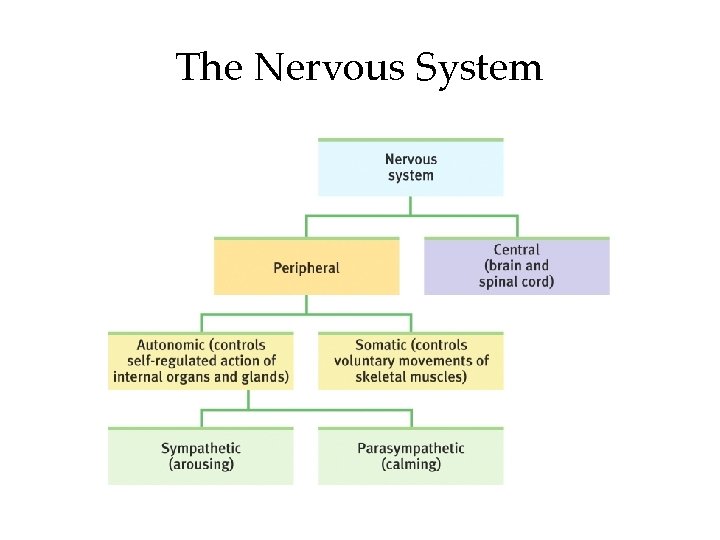 The Nervous System 