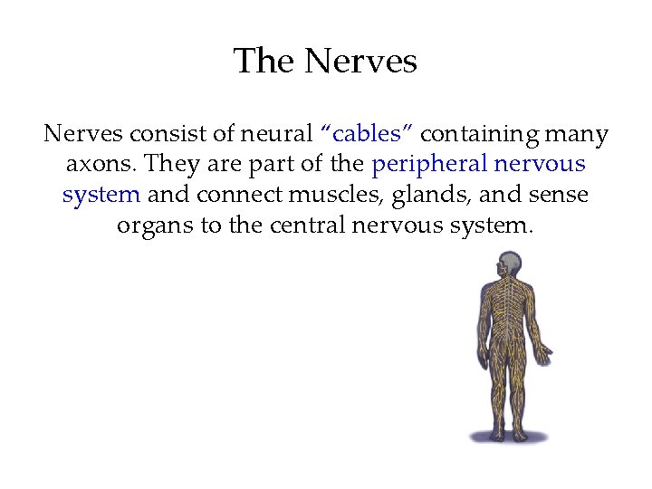 The Nerves consist of neural “cables” containing many axons. They are part of the