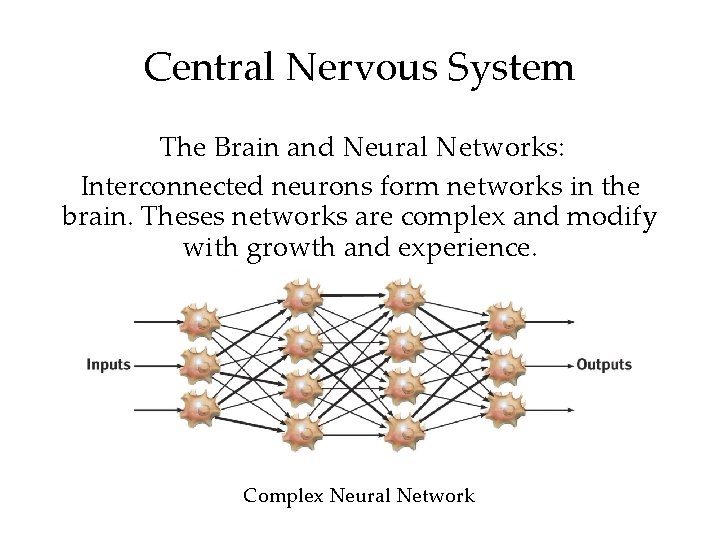 Central Nervous System The Brain and Neural Networks: Interconnected neurons form networks in the