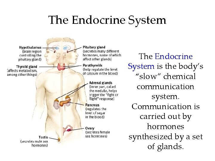 The Endocrine System is the body’s “slow” chemical communication system. Communication is carried out