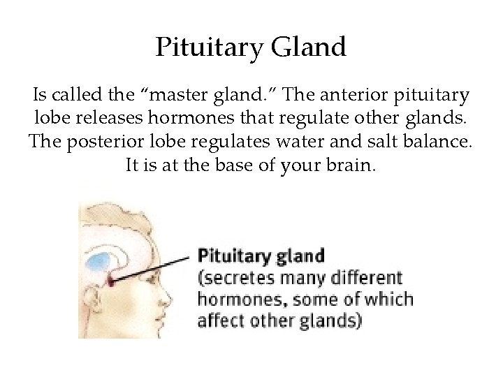 Pituitary Gland Is called the “master gland. ” The anterior pituitary lobe releases hormones