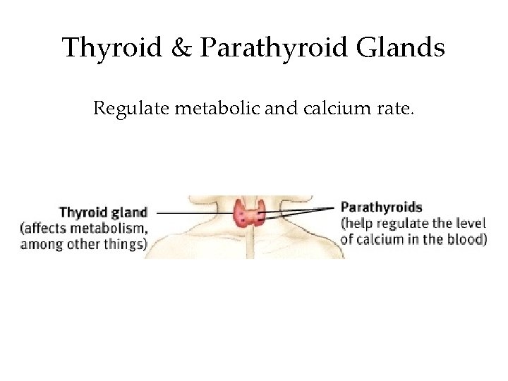 Thyroid & Parathyroid Glands Regulate metabolic and calcium rate. 