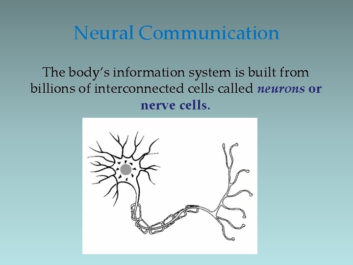 Neural Communication The body’s information system is built from billions of interconnected cells called