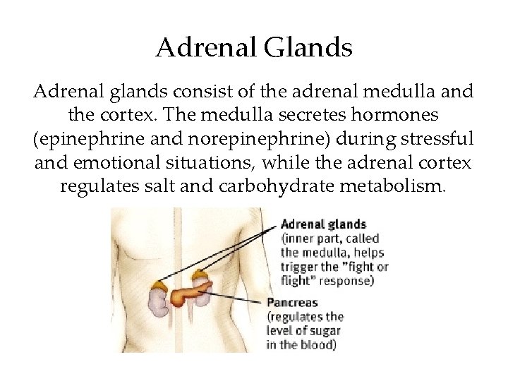 Adrenal Glands Adrenal glands consist of the adrenal medulla and the cortex. The medulla