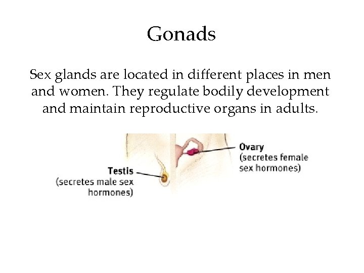 Gonads Sex glands are located in different places in men and women. They regulate