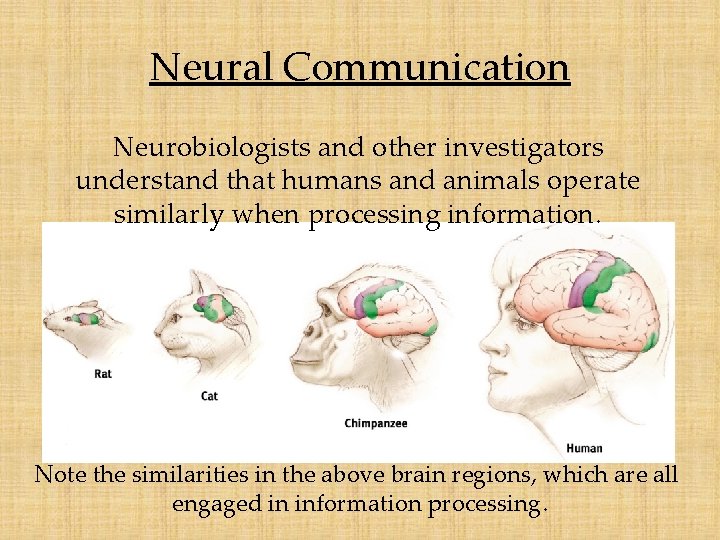 Neural Communication Neurobiologists and other investigators understand that humans and animals operate similarly when