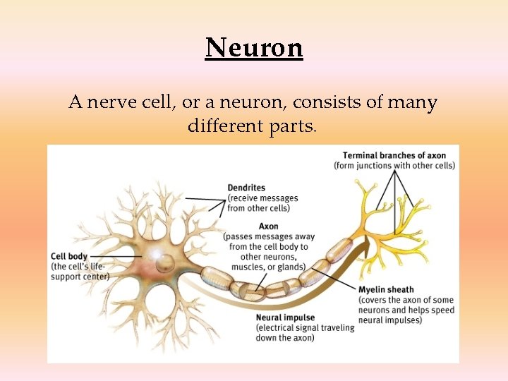 Neuron A nerve cell, or a neuron, consists of many different parts. 