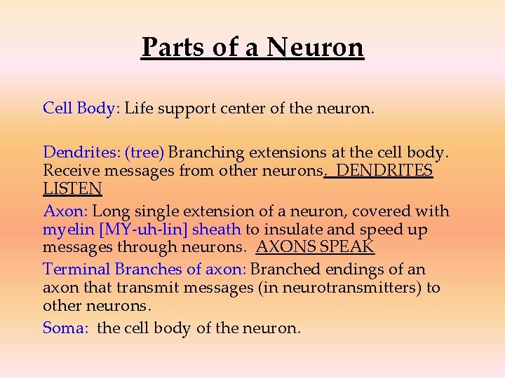 Parts of a Neuron Cell Body: Life support center of the neuron. Dendrites: (tree)