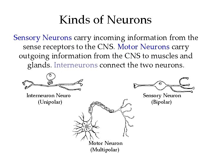 Kinds of Neurons Sensory Neurons carry incoming information from the sense receptors to the