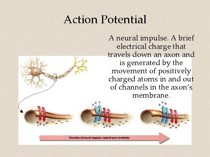 Action Potential A neural impulse. A brief electrical charge that travels down an axon
