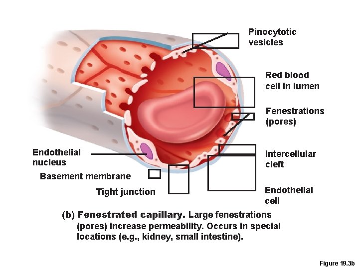 Pinocytotic vesicles Red blood cell in lumen Fenestrations (pores) Endothelial nucleus Intercellular cleft Basement Pinocytotic vesicles Red blood cell in lumen Fenestrations (pores) Endothelial nucleus Intercellular cleft Basement