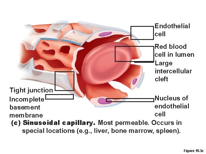 Endothelial cell Red blood cell in lumen Large intercellular cleft Tight junction Nucleus of Endothelial cell Red blood cell in lumen Large intercellular cleft Tight junction Nucleus of