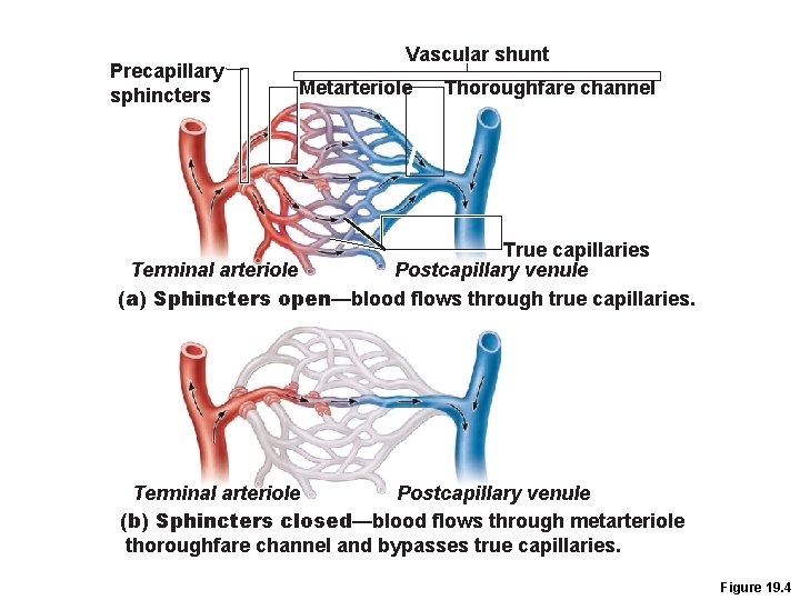 Precapillary sphincters Vascular shunt Metarteriole Thoroughfare channel True capillaries Terminal arteriole Postcapillary venule (a) Precapillary sphincters Vascular shunt Metarteriole Thoroughfare channel True capillaries Terminal arteriole Postcapillary venule (a)
